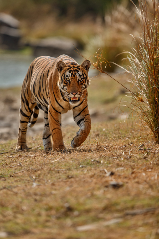 Corbett Safari Bookings